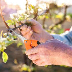 2x Pflanzenschere Gartenschere Astschere Pflanzen Curved-Blade und Straight Gartenschere Trimmen Ernte Scharfer Trimmer mit Schloss Entwurf